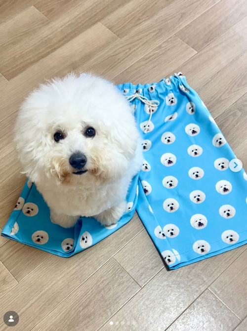 【ビションフリーゼ】ハーフパンツ|遠くで暮らすお姉様への誕生日プレゼント!ふわもこまん丸のお顔が映える爽やかスカイカラー(えすちゃん)