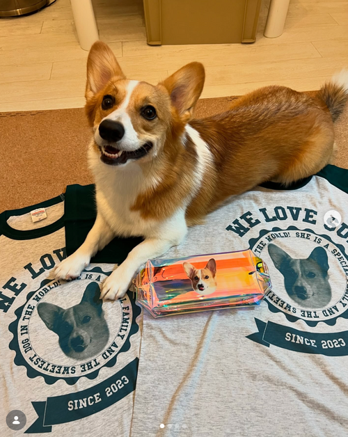 【コーギー】ラグランTシャツ|「推しの顔がついてる服しか着れない!」ご友人からの大喜びサプライズプレゼント(すいちゃん)