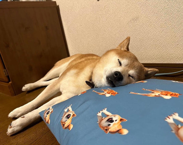 【柴犬】クッション | おうちのソファとドライブに、お誕生日の記念で（はちくん）