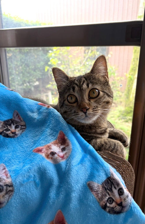 【キジトラ×茶白】ブランケット | お友達からの贈り物に、子猫時代のお顔を（トイちゃん・チャイくん）